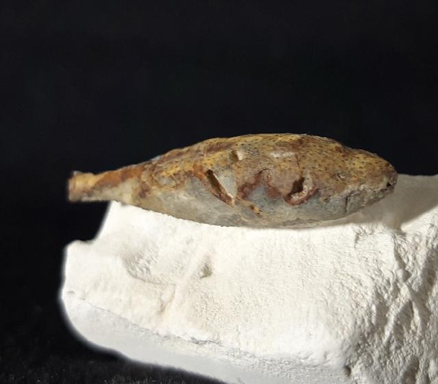 Stachel eines Tylocidaris baltica (SCHL�TER 1892) - Bild &copy; FossNet FossilienStore